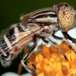 Don't Cry For Me, Drone Fly