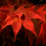 Red leaves