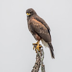 Harris's Hawk