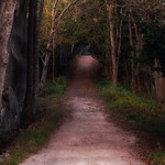 the light that falls among the trees