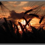 barley sunset