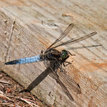 Black-tailed Skimmer (Carole's)