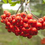 rowan berries