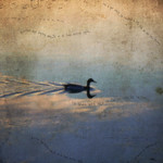 watching the world float by....