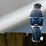 Blue Jay Feathers