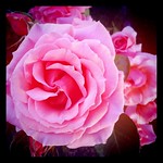 plant your own garden and decorate your own soul instead of waiting for someone to bring you flowers.