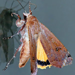 Large Yellow Underwing (Noctua pronuba)