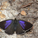 Purple Hairstreak (Neozephyrus quercus)