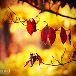 how beautifully leaves grow old