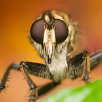 [ Diptera family Asilidae ] - Robberfly
