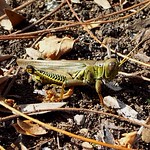 Grasshopper macro taken with a Samsung Galaxy S II Android Smart Phone 20111012_141843