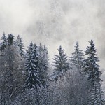 Pinetrees in Winter