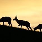 Trio of Tule Elk