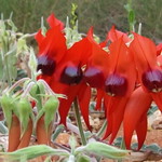 Fabaceae>Swainsona formosa Sturt's Desert Pea DSCF4490