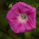 Common Morning Glory 229/365