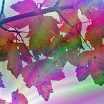 Autumn Maple Leaves Blended 002