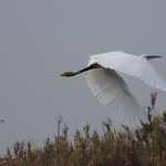 Gar&ccedil;a-branca-pequena / Egretta garzetta / Little Egret