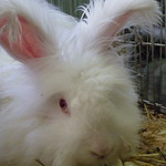 Fifi the white rescue angora