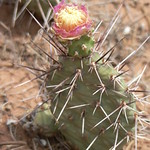 flowering cactus