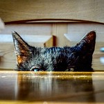 POTD: I am keeping an eye on you!