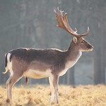 fallow deer, Dama dama, buck