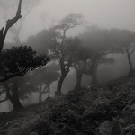 &curren; PORTUGAL MADEIRA | Laura Silva