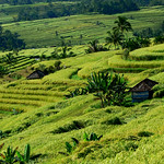 JATILUWIH RICE FIELDS, Kecamatan Penebel, Kabupaten Tabanan, Bali, Indonesia (I)