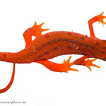 Red Eft