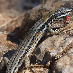 _DSC037 Muurhagedis / Wall lizard