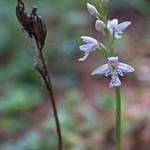 Small Round-leaved Orchid - Alberta, Canada