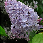 It is Lilac Time...