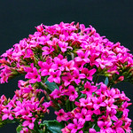 Pretty Kalanchoe flowers at our garden