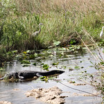 Everglades NP