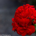 Red Pelargonium in spring