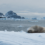 Sleepy Crabeater Seal
