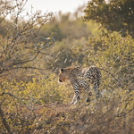 Lurking Panthera pardus