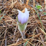 pasque flower (Anemone patens) blooming at Ludwig Prairie Preserve IA 653A0794