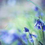 Bluebells in Longwood
