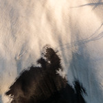 From the series: "Everyanimal"