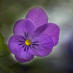 purple pansy