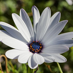White Daisy in our garden