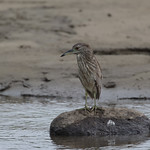 1DX10185 View large. Juvenile Black Crowned Night Heron. Lots of overcast this day.