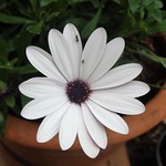 La hormiga y la margarita ...s&iacute;...no...s&iacute;...