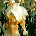 cream and gold iris bed, ours