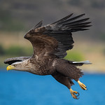 White-Tailed Sea Eagle-8507046
