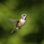 Rufous Humming Bird