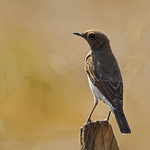 Wheatear