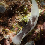 Lovely Headshield Slug