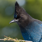 Steller's Jay
