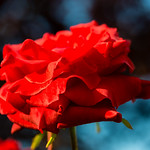 Red Rose